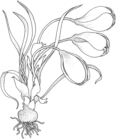 Crocus With Bulbs  Coloring Page